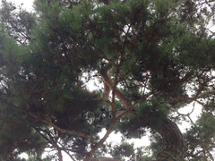Pinus densiflora