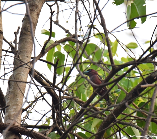 Eurylaimus javanicus