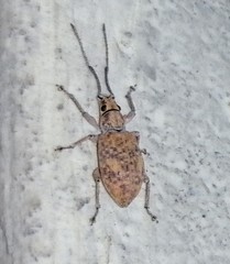 Cyphicerina