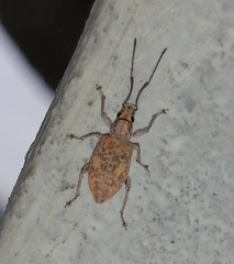 Cyphicerina
