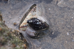 Cerithiidae