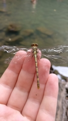 Onychogomphus uncatus