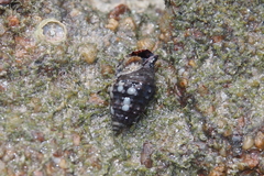 Cerithiidae