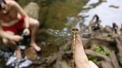 Onychogomphus uncatus