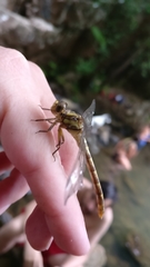 Onychogomphus uncatus