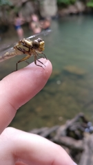 Onychogomphus uncatus