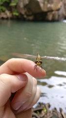 Onychogomphus uncatus