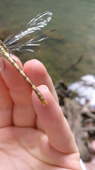 Onychogomphus uncatus