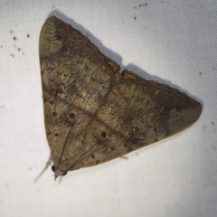 Oxyodes tricolor