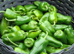 Capsicum annuum annuum