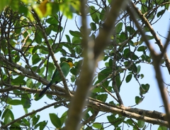 Psarisomus dalhousiae