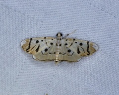 Pycnarmon radiata