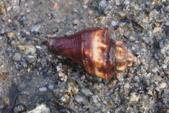 Volegalea cochlidium