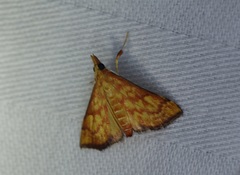 Pyrausta ignealis