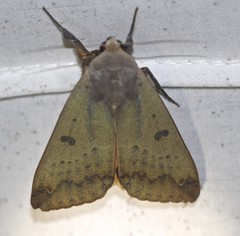 Ophiusa parcemacula