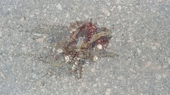 Eutropis longicaudata