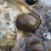 Guamanian Nerite - Photo (c) Sunnetchan, some rights reserved (CC BY-NC-ND), uploaded by Sunnetchan