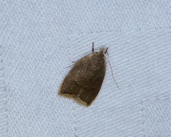 Scythropiodes