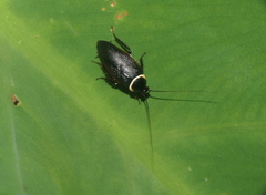 Hemithyrsocera palliata