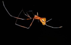 Argyrodes miniaceus