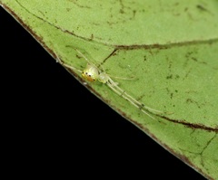 Thwaitesia glabicauda