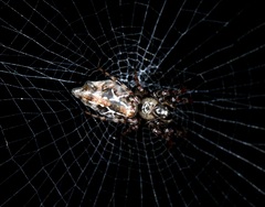 Cyclosa confusa