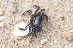 Metopograpsus frontalis