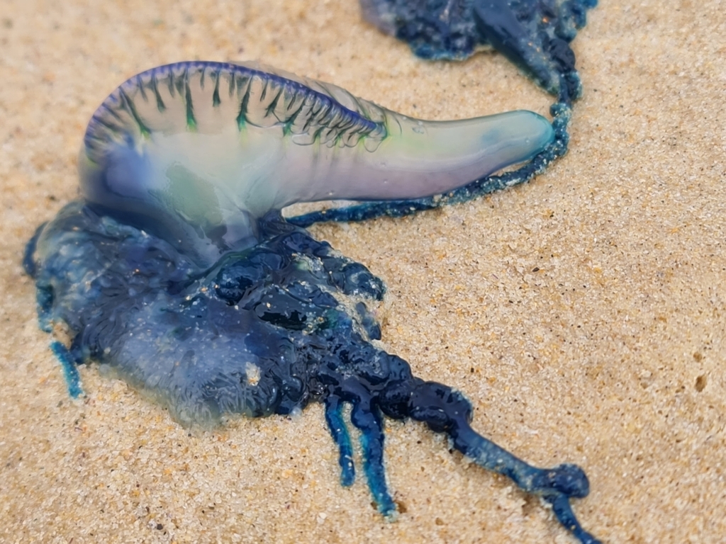 Southern Man-O-War, photo 1 of 10
