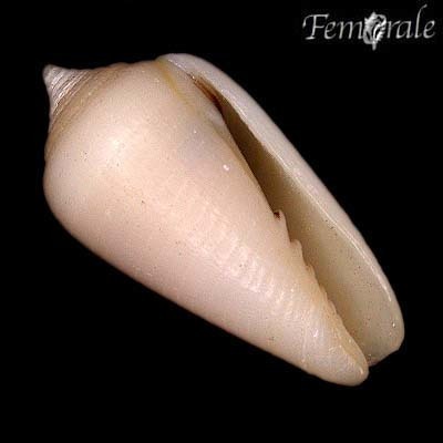 Imbricariopsis punctata