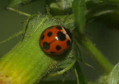 Coelophora bissellata