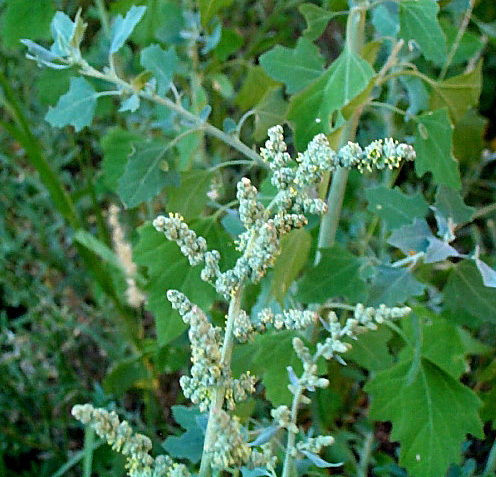 Chenopodium album image