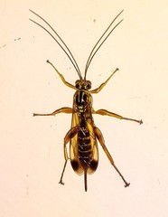 Echthromorpha agrestoria