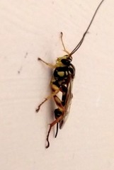 Echthromorpha agrestoria