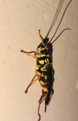 Echthromorpha agrestoria