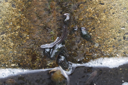 Cobitidae
