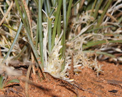 Lomandra effusa