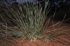 Lomandra effusa