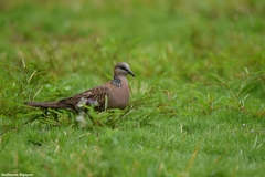 Streptopelia chinensis