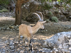 Capra hircus cretica
