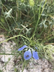 Nigella damascena