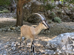 Capra hircus cretica