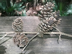 Pinus glabra