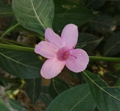 Barleria cristata