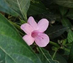 Barleria cristata
