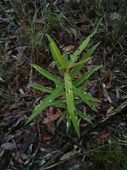 Astrotricha longifolia