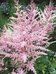 Astilbe
