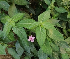 Barleria cristata