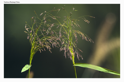 Panicum sumatrense iNat (3)