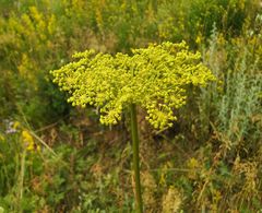 Peucedanum morisonii