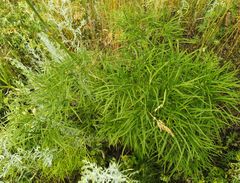 Peucedanum morisonii